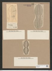 Navicula diplosticta Grun. (de-Toni-Nr.: Genus 1, Species 279) Zeichnungen Sammlung Grunow Nr. 633 (NHMW-BOT-W0366999)
